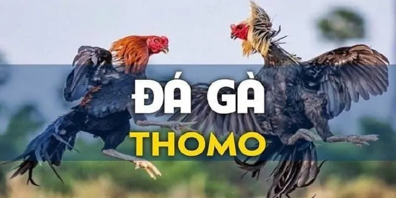 Đá Gà Thomo - Trải Nghiệm Cảm Giác Hồi Hộp Từ Trận Đấu - acar4u.uk.com